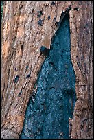 Bark detail of oldest tree in Mariposa Grove. Yosemite National Park, California, USA. (color)