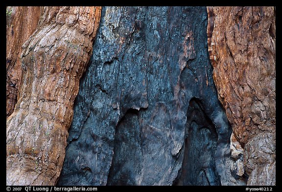 Fire scar on oldest sequoia in Mariposa Grove. Yosemite National Park, California, USA.