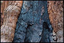 Fire scar on oldest sequoia in Mariposa Grove. Yosemite National Park, California, USA.