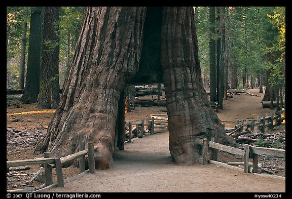 California tunnel tree, Mariposa Grove. Yosemite National Park, California, USA.