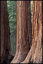 Base of sequoia tree trunks, Mariposa Grove. Yosemite National Park, California, USA. (color)
