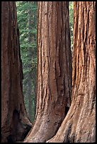 Base of sequoia tree trunks, Mariposa Grove. Yosemite National Park, California, USA.