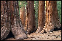 Sequoias called Bachelor and three graces, Mariposa Grove. Yosemite National Park, California, USA.