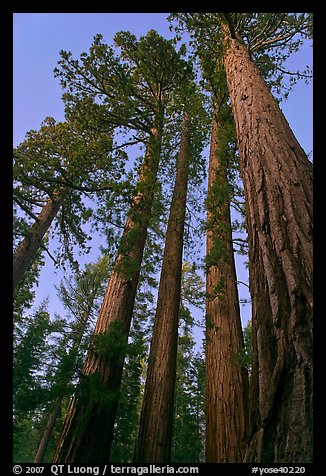 Sequoia trees at dusk, Mariposa Grove. Yosemite National Park (color)