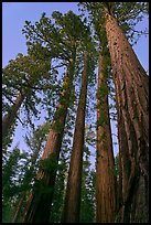 Sequoia trees at dusk, Mariposa Grove. Yosemite National Park, California, USA. (color)