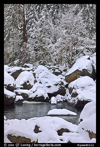 Snow-covered boulders in Merced River and trees. Yosemite National Park (color)