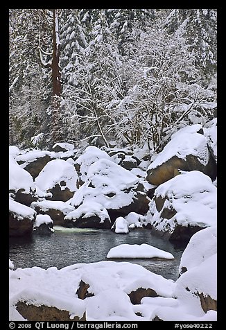 Snow-covered boulders in Merced River and trees. Yosemite National Park, California, USA.