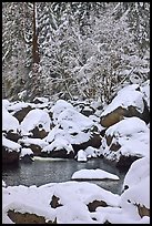 Snow-covered boulders in Merced River and trees. Yosemite National Park, California, USA. (color)