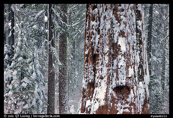 Giant Sequoia plastered with snow, Tuolumne Grove. Yosemite National Park (color)