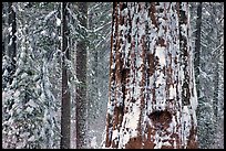 Giant Sequoia plastered with snow, Tuolumne Grove. Yosemite National Park, California, USA. (color)