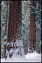 Sequoias and snowy trees, Tuolumne Grove. Yosemite National Park, California, USA. (color)