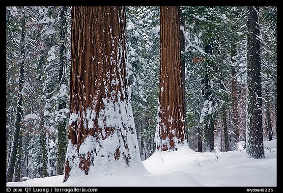 Tuolumne Grove of giant sequoias in winter. Yosemite National Park (color)