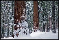 Tuolumne Grove of giant sequoias in winter. Yosemite National Park, California, USA. (color)