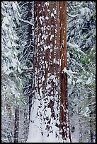 Sequoia trunk and snow-covered trees, Tuolumne Grove. Yosemite National Park, California, USA.