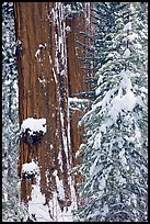 Giant Sequoias trees in winter, Tuolumne Grove. Yosemite National Park, California, USA. (color)