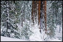 Sequoia forest in winter, Tuolumne Grove. Yosemite National Park, California, USA.