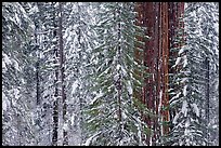 Wintry forest with sequoias and conifers, Tuolumne Grove. Yosemite National Park, California, USA.
