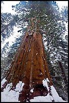 Giant sequoia seen from the base with fresh snow, Tuolumne Grove. Yosemite National Park, California, USA. (color)