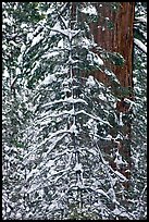 Tree branches and tree trunks with fresh snow, Tuolumne Grove. Yosemite National Park, California, USA. (color)