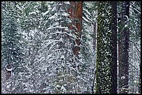 Snowy forest  and tree trunks, Tuolumne Grove. Yosemite National Park ( color)