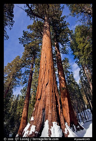 Sequoia tree named the Bachelor in winter. Yosemite National Park (color)