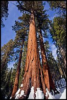 Sequoia tree named the Bachelor in winter. Yosemite National Park, California, USA. (color)