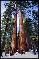 Giant sequoia trees in winter, Mariposa Grove. Yosemite National Park, California, USA. (color)