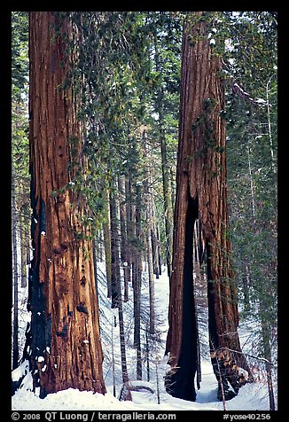 Clothespin Tree and another sequoia, Mariposa Grove. Yosemite National Park, California, USA.