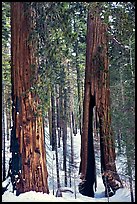 Clothespin Tree and another sequoia, Mariposa Grove. Yosemite National Park, California, USA. (color)