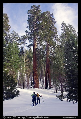 Skiing towards the Clothespin tree, Mariposa Grove. Yosemite National Park, California, USA.