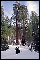 Skiing towards the Clothespin tree, Mariposa Grove. Yosemite National Park, California, USA.