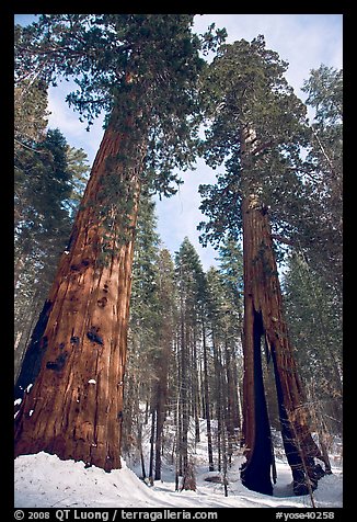 Two giant sequoia trees, one with a large opening in trunk, Mariposa Grove. Yosemite National Park, California, USA.