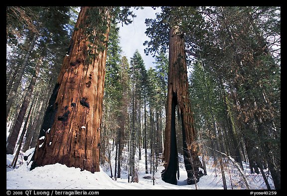 Mariposa Grove of Giant sequoias in winter with Clothespin Tree. Yosemite National Park (color)