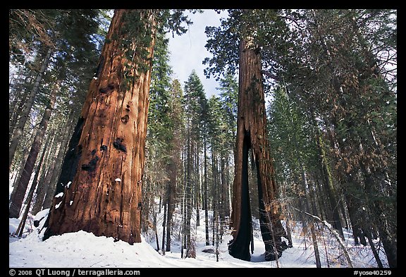 Mariposa Grove of Giant sequoias in winter with Clothespin Tree. Yosemite National Park, California, USA.