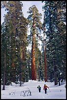 Backcountry skiiers and Giant Sequoia trees, Upper Mariposa Grove. Yosemite National Park, California, USA. (color)