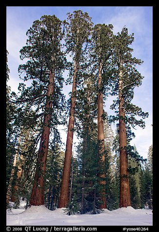 Upper Mariposa Grove in winter. Yosemite National Park (color)