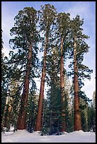 Upper Mariposa Grove in winter. Yosemite National Park, California, USA.