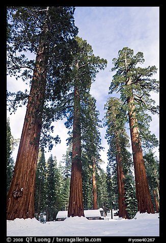 Upper Mariposa Grove and Mariposa Grove Museum in winter. Yosemite National Park, California, USA.