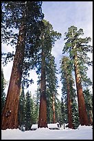 Upper Mariposa Grove and Mariposa Grove Museum in winter. Yosemite National Park, California, USA. (color)