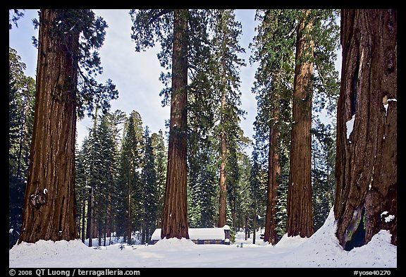 Giant sequoias, Upper Mariposa Grove, Museum, and snow. Yosemite National Park (color)