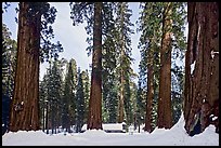 Giant sequoias, Upper Mariposa Grove, Museum, and snow. Yosemite National Park, California, USA. (color)