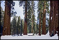 Giant sequoias, Upper Mariposa Grove, Museum, and snow. Yosemite National Park, California, USA.