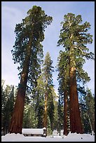 Big trees, and Mariposa Grove Museum in winter. Yosemite National Park, California, USA.