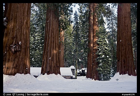 Mariposa Grove Museum at the base of giant trees in winter. Yosemite National Park (color)