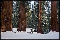 Mariposa Grove Museum at the base of giant trees in winter. Yosemite National Park, California, USA.