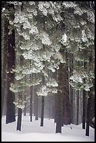 Forest with snow, Chinquapin. Yosemite National Park, California, USA.