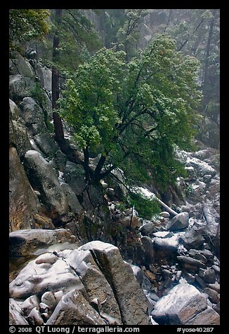 Rocks and tree with fresh snow, Wawona. Yosemite National Park (color)