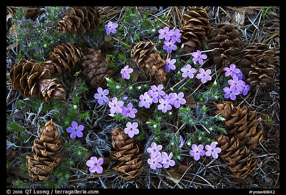 Pine cones and flowers, Hetch Hetchy Valley. Yosemite National Park (color)