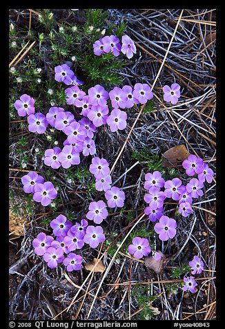 Flower close-ups, Hetch Hetchy Valley. Yosemite National Park, California, USA.