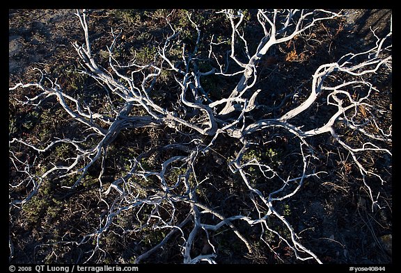 Manzanita skeleton, Hetch Hetchy Valley. Yosemite National Park, California, USA.